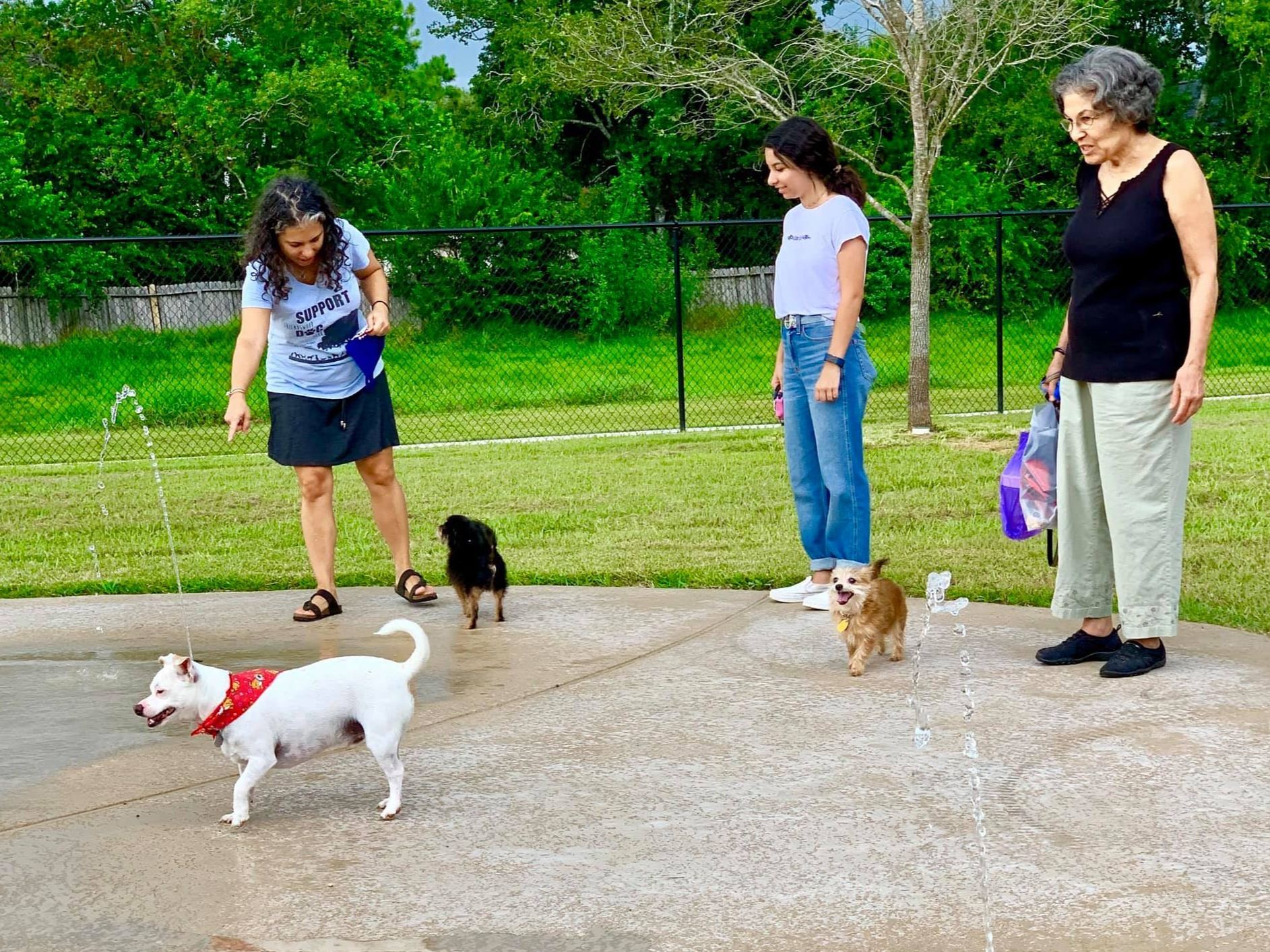 Small dogs in the dog park playing on the doggy splash pad