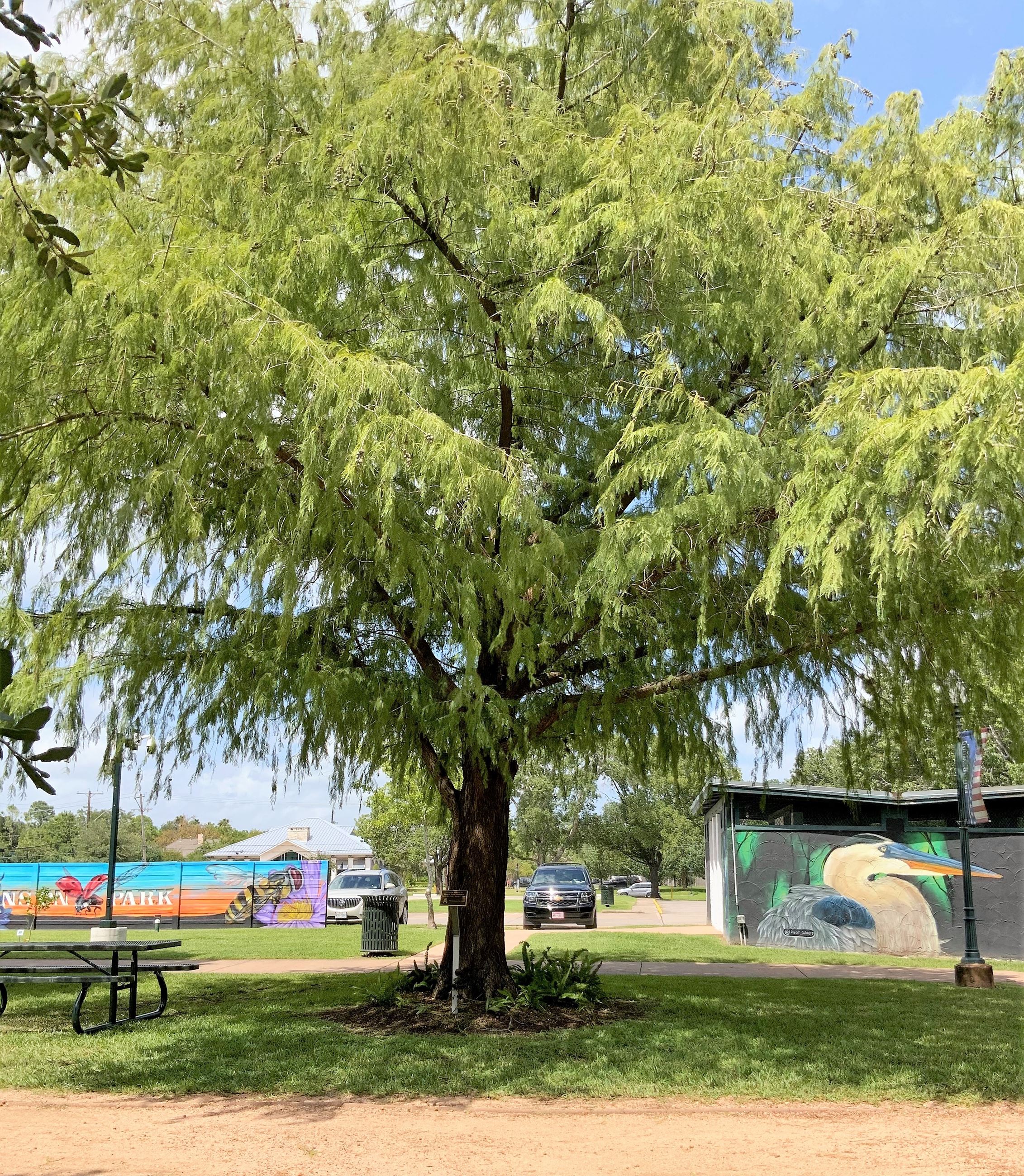 Picture of a Bald Cypress tree. 
