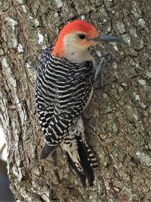 Woodpecker