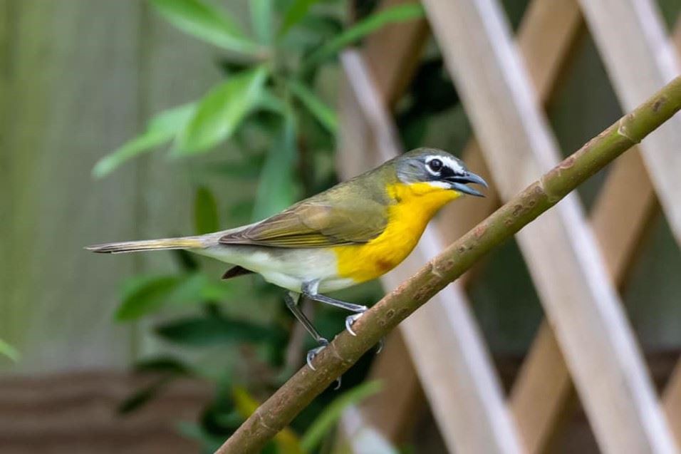 Yellow Breasted Chat