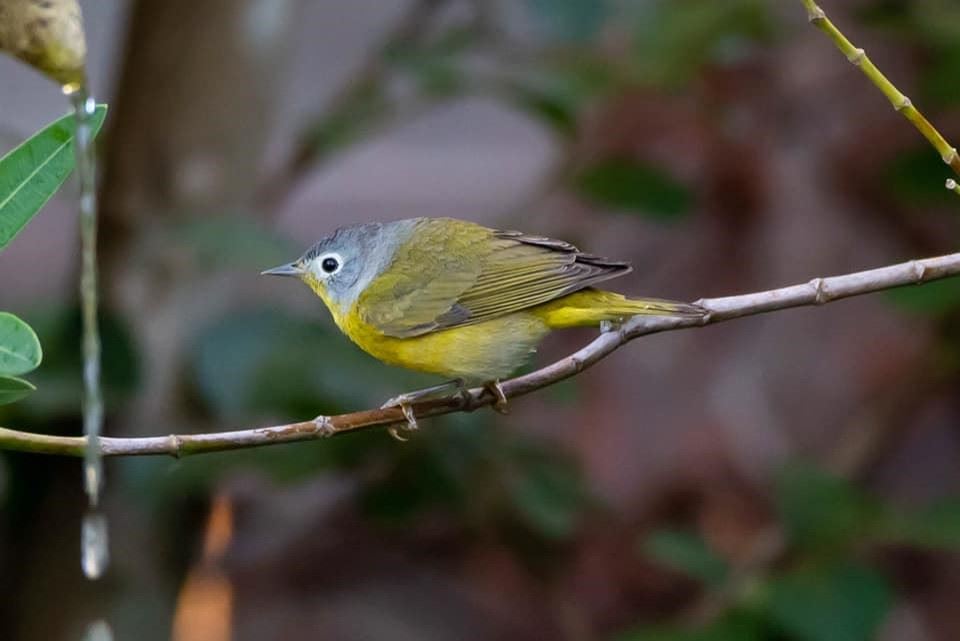 Nashville Warbler 