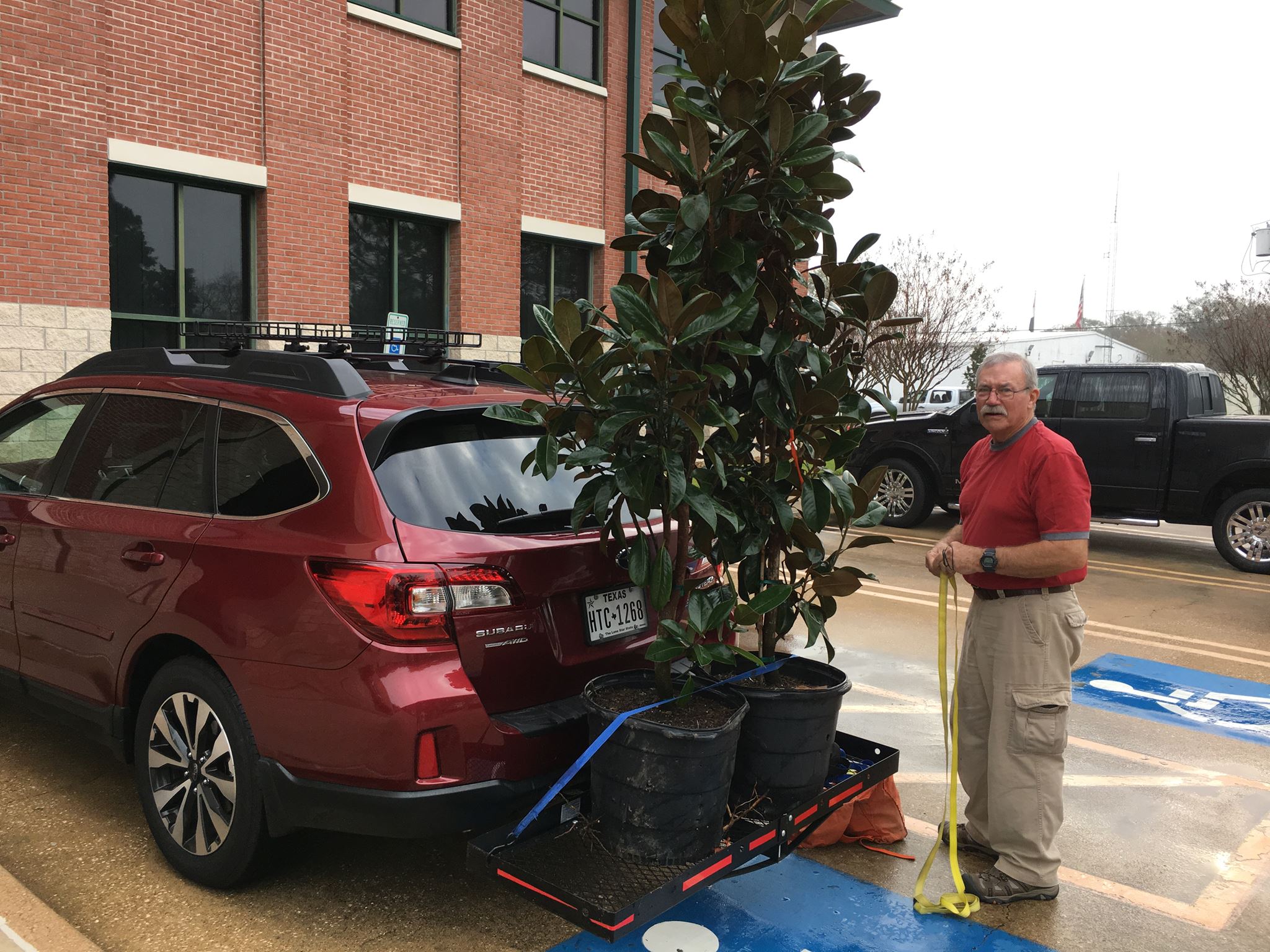 Man Securing Trees to His Vehicle