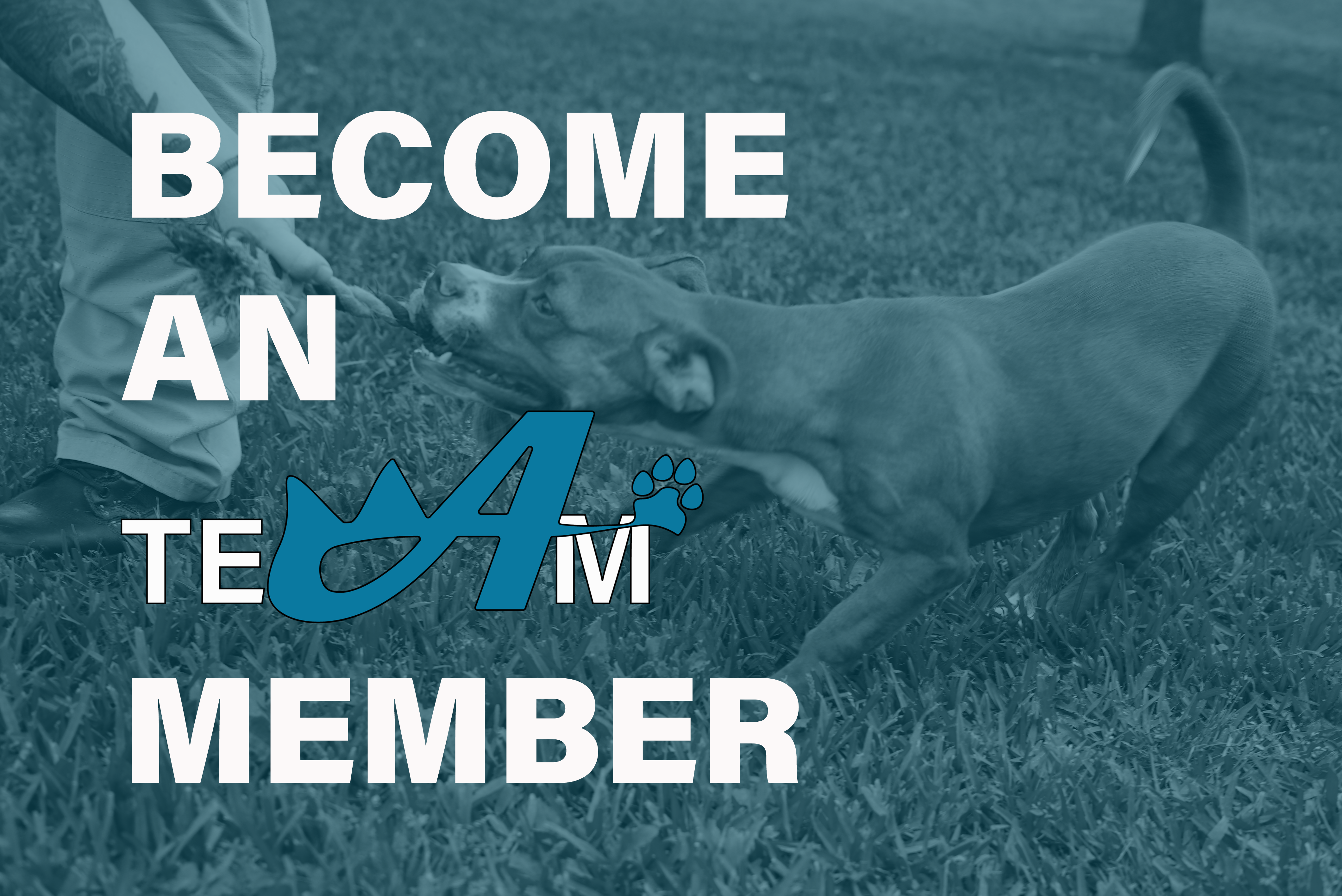 A Team button Opens in new window